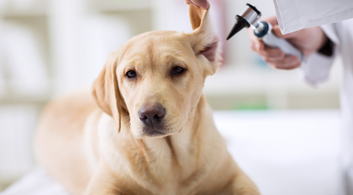 Dog Ear Exam